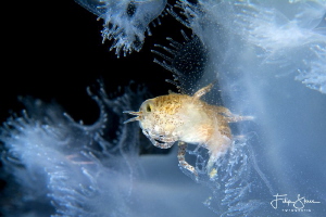 Big-eye amphipod (Hyperia galba) in a jellyfish, Zeeland,... by Filip Staes 